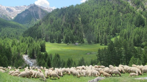 herbe verte de la montagne