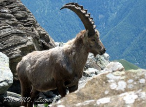 Bouquetin des Alpes