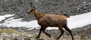 le chamois