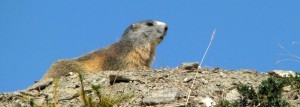 marmotte