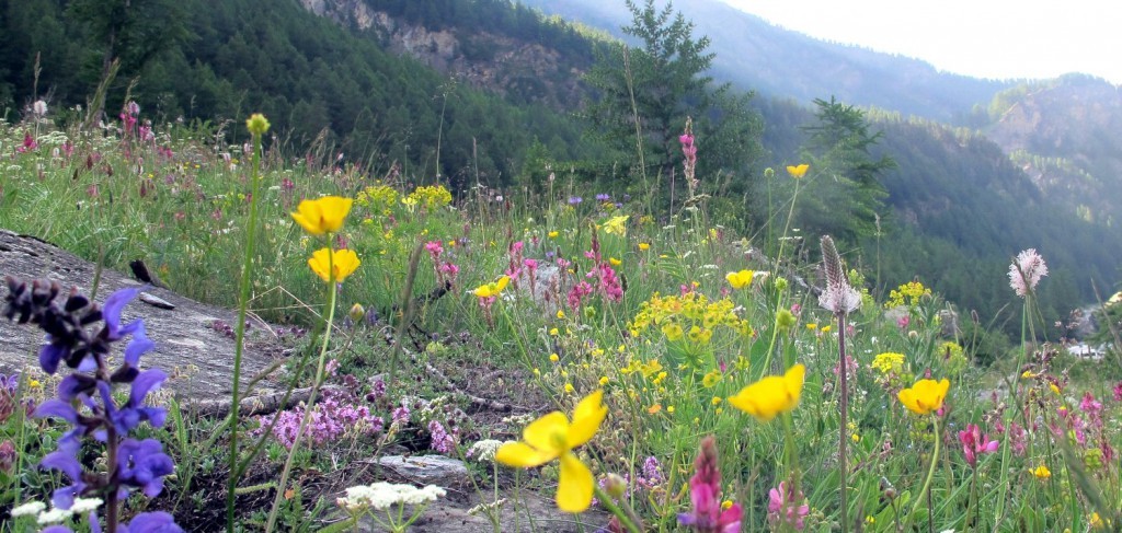 prairie en queyras au printemps