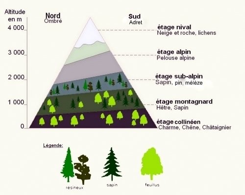 Etages de végétation en montagne