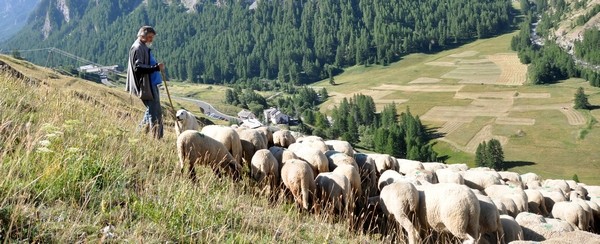 JPierre imbert et ses moutons