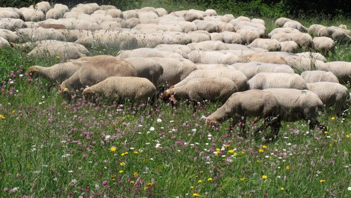 festin d herbe verte