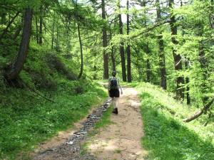 Balade en forêt