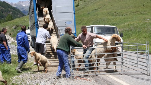 transhumance tri beliers