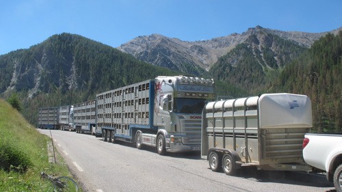 camions de transhumance