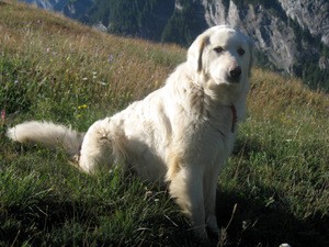 Patou, chien de garde de troupeau