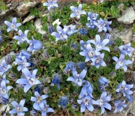 Campanule du Mont-Cenis