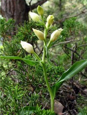 Céphalentère de Damas