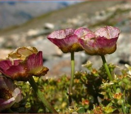 Renoncule des glaciers