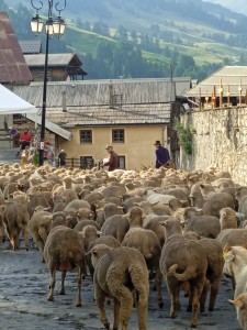 Dimanche 20 juillet : Transhumance