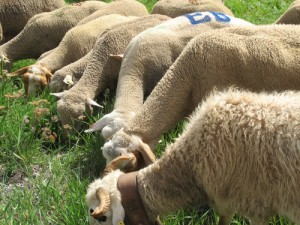 Transhumance