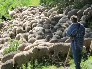 Pastoralisme : la vie d'un berger à Saint-Véran