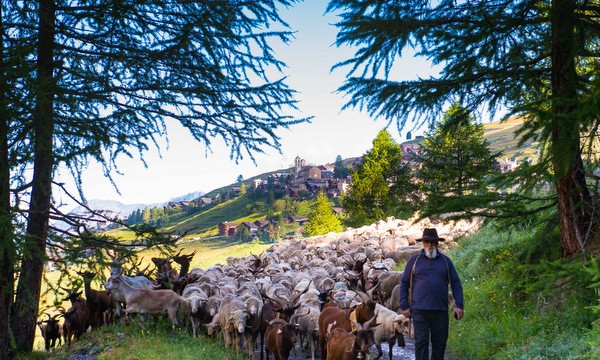 transhumance a saint veran