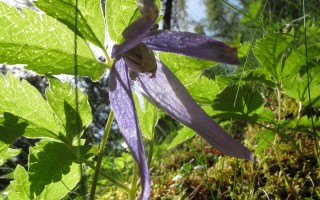 clematite