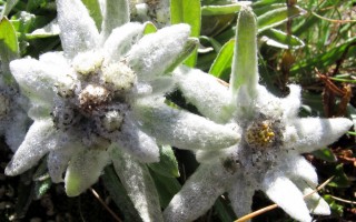 edelweiss