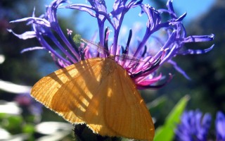 orange des alpages