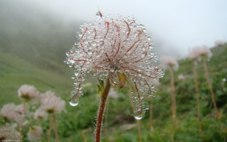 rosee du matin