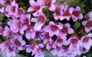 saxifrage à feuilles opposees