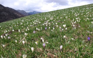 champs de crocus