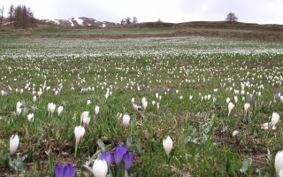 envahissement de crocus