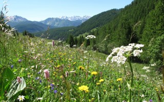 les prairies de souliers