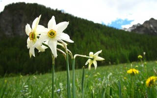 narcisses