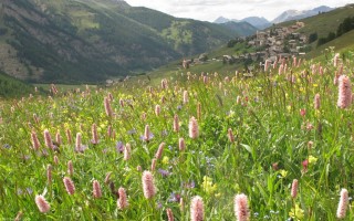 prairie fleurie 2