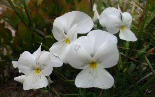 viola alba