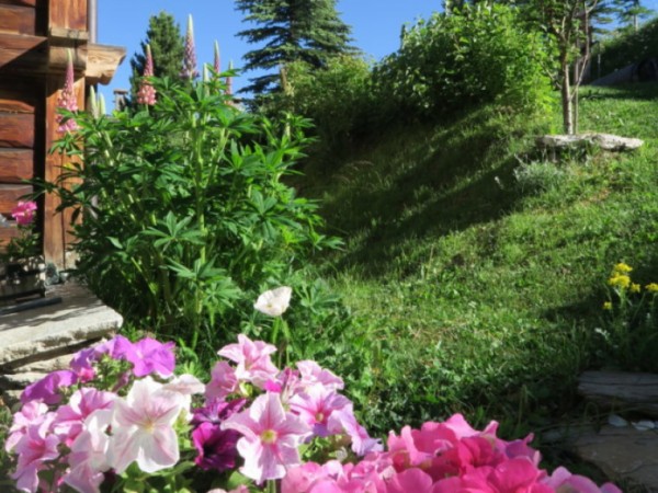 Jardin en fleurs