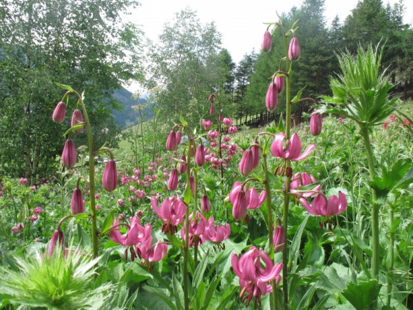 Lys martagon dans le jardin en juillet