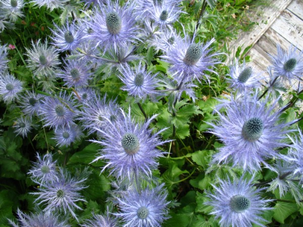 Les chardons bleus du jardin en juillet