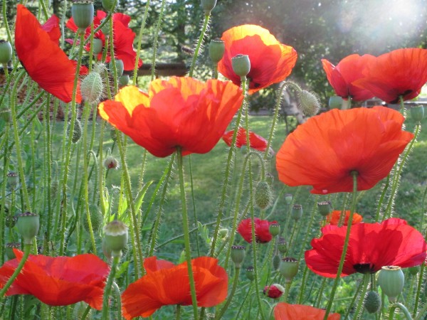 Les coquelicots de Rochebrune