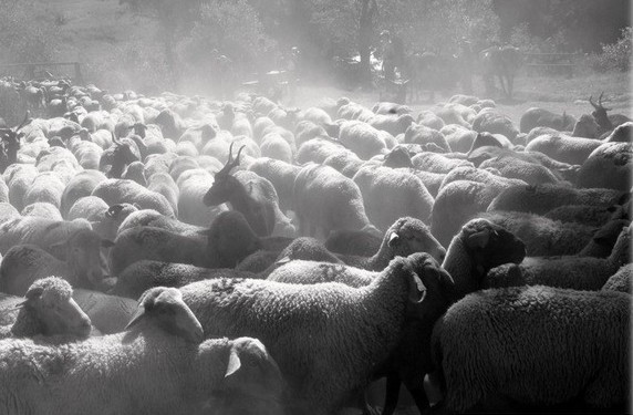 Samedi 11 juillet : transhumance passage dans le village