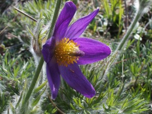 Mercredi 9 juillet : conférence flore de montagne
